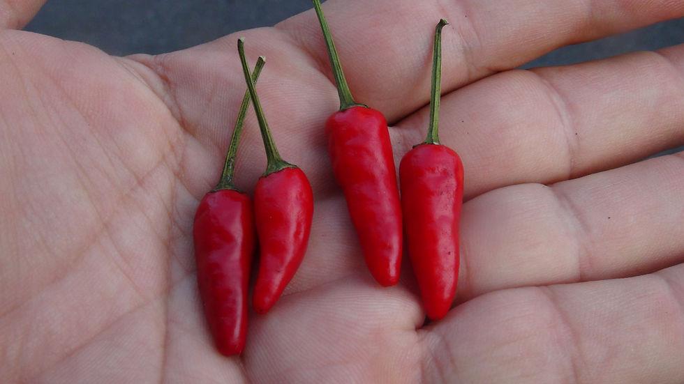 Capsicum Frutescens ‘Zimbabwe Bird’ (Zimbabwe Bird Chilli)
