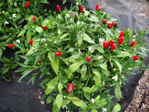 Capsicum Frutescens ‘Zimbabwe Bird’ (Zimbabwe Bird Chilli)