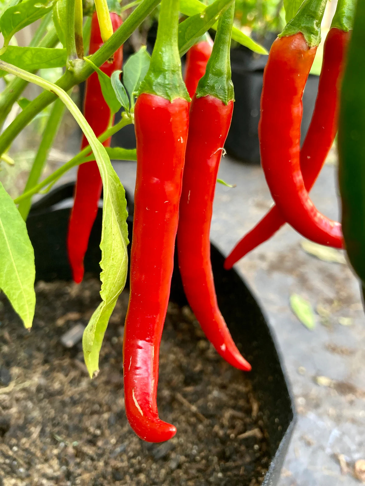 Capsicum Annuum (Long Cayenne Chilli)