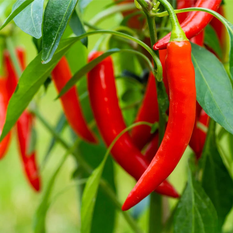 Capsicum Annuum (Long Cayenne Chilli)