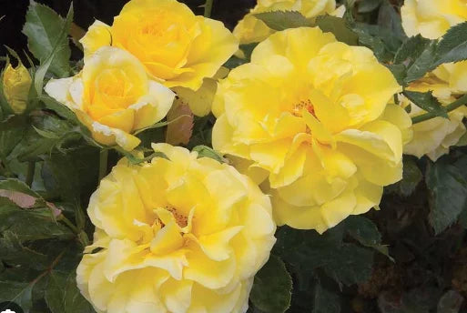 Rosa ‘Fresia’ (Floribunda Rose)