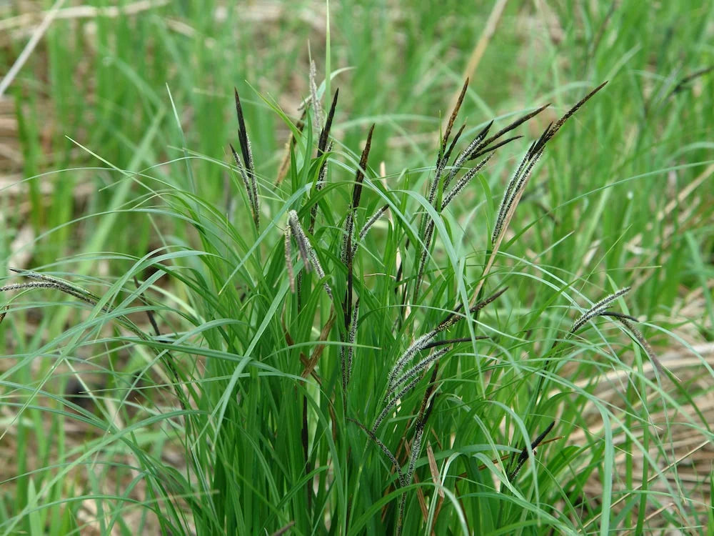 Carex Appressa (Tall Sedge)