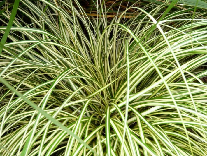Carex hachijoensis 'Evergold' (Evergold Sedge)