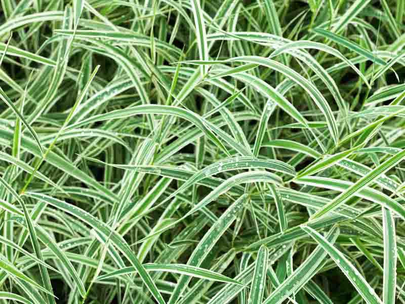 Carex Morrowii ‘Variegata’ (Japanese Sedge)