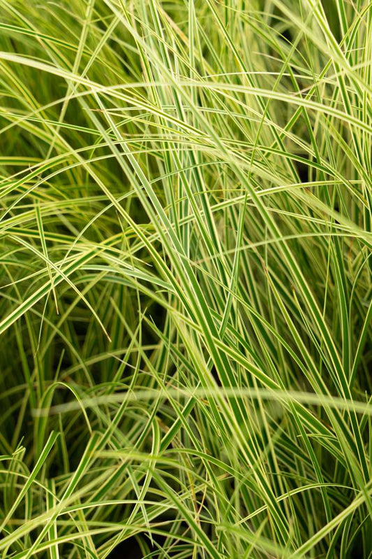Carex Brunnea (Brown Sedge)