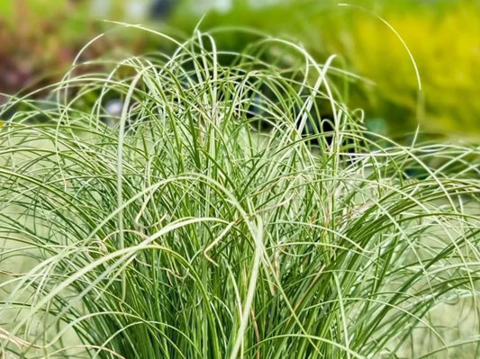 Carex Comans ‘Frosted Curls’ (New Zealand Hair Sedge)