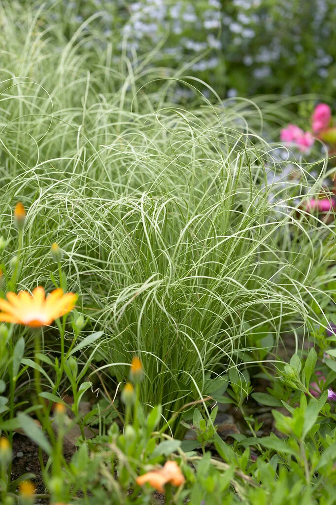 Carex Comans ‘Frosted Curls’ (New Zealand Hair Sedge)