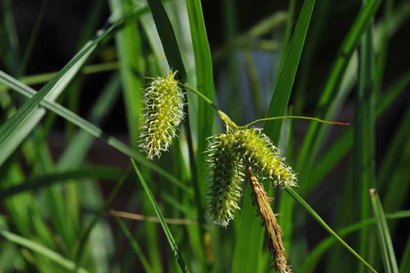 Carex Longibrachiata (Drooping Sedge)