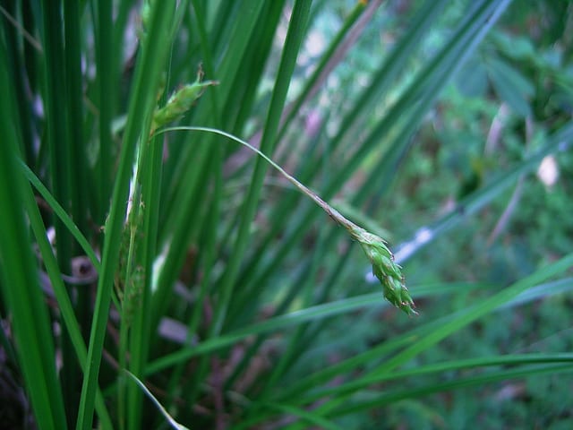 Carex Longibrachiata (Drooping Sedge)