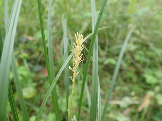 Carex Longibrachiata (Drooping Sedge)