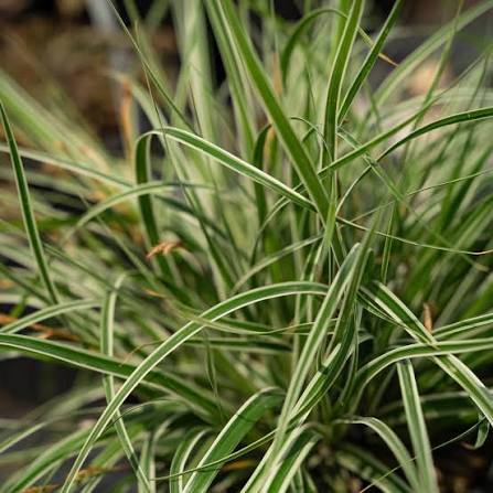 Carex Oshimensis ‘CarFit01’ (Everest Japanese Sedge)