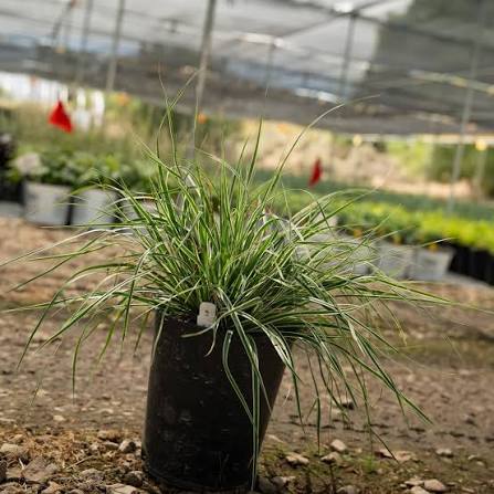 Carex Oshimensis ‘CarFit01’ (Everest Japanese Sedge)