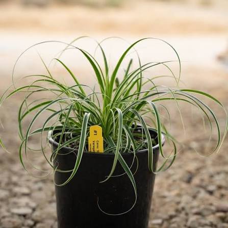 Carex Oshimensis ‘CarFit01’ (Everest Japanese Sedge)