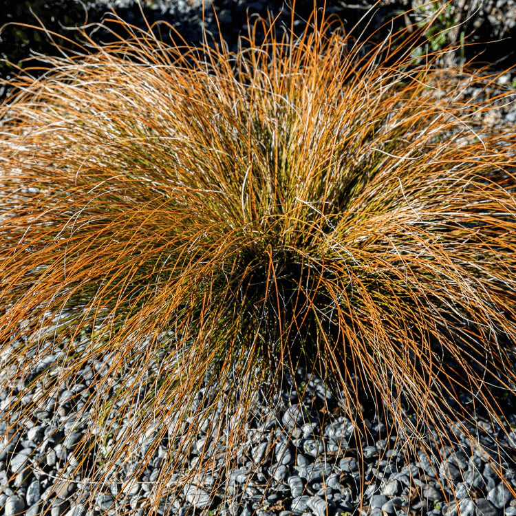 Carex Testacea ‘Rusty Fountain’ (Rusty Fountain Sedge)