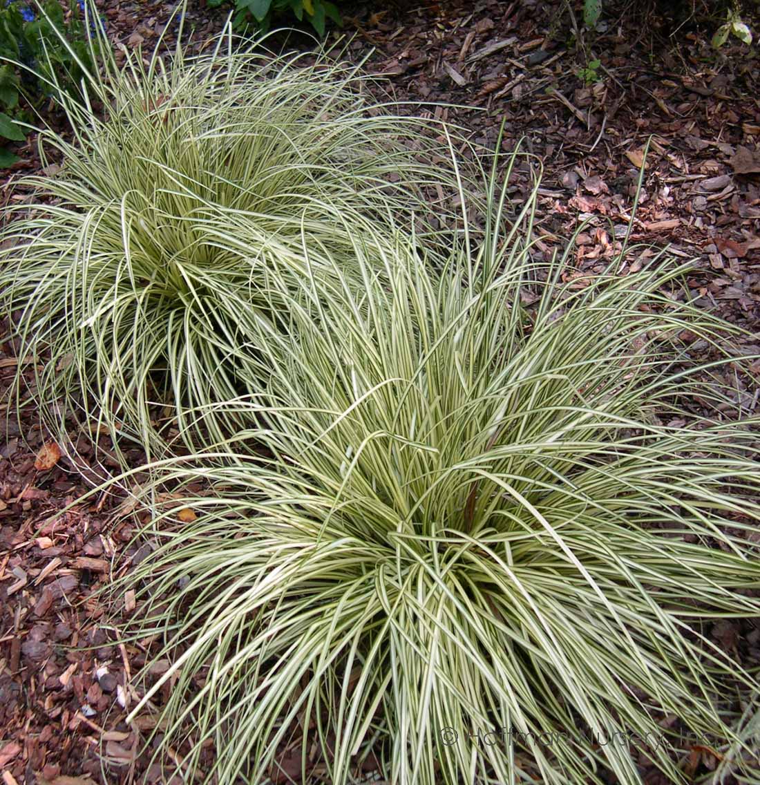 Carex oshimensis (Evergold)