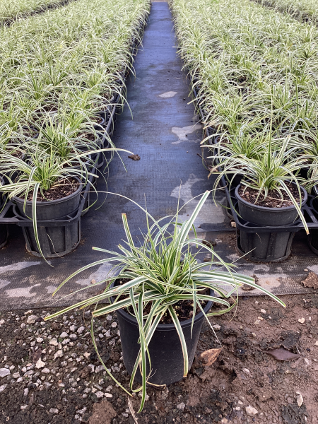 Carex oshimensis ‘Feather Falls’  (Feather Falls Sedge)