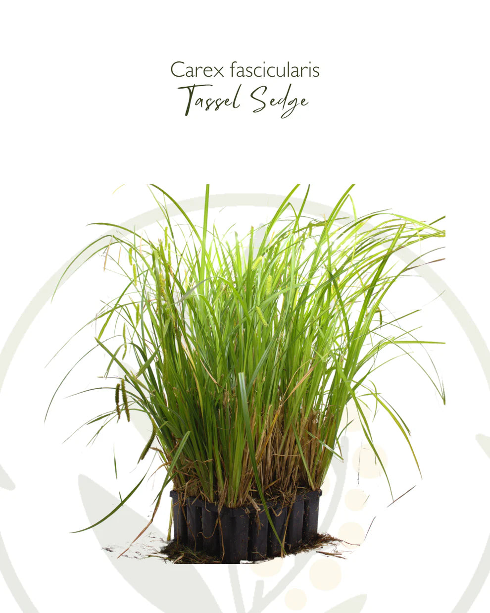 Carex Fascicularis (Tassel Sedge)