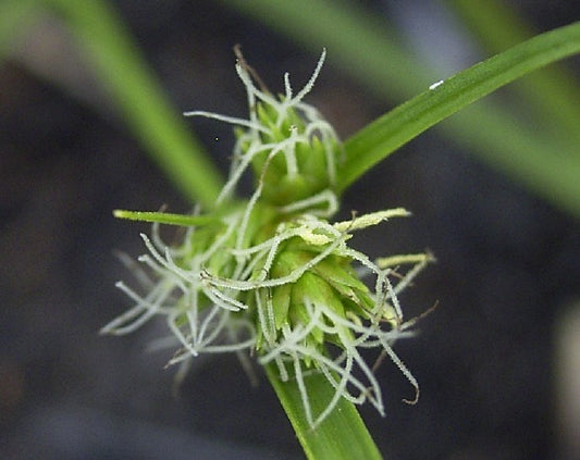 Carex Inversa (Knob Sedge)