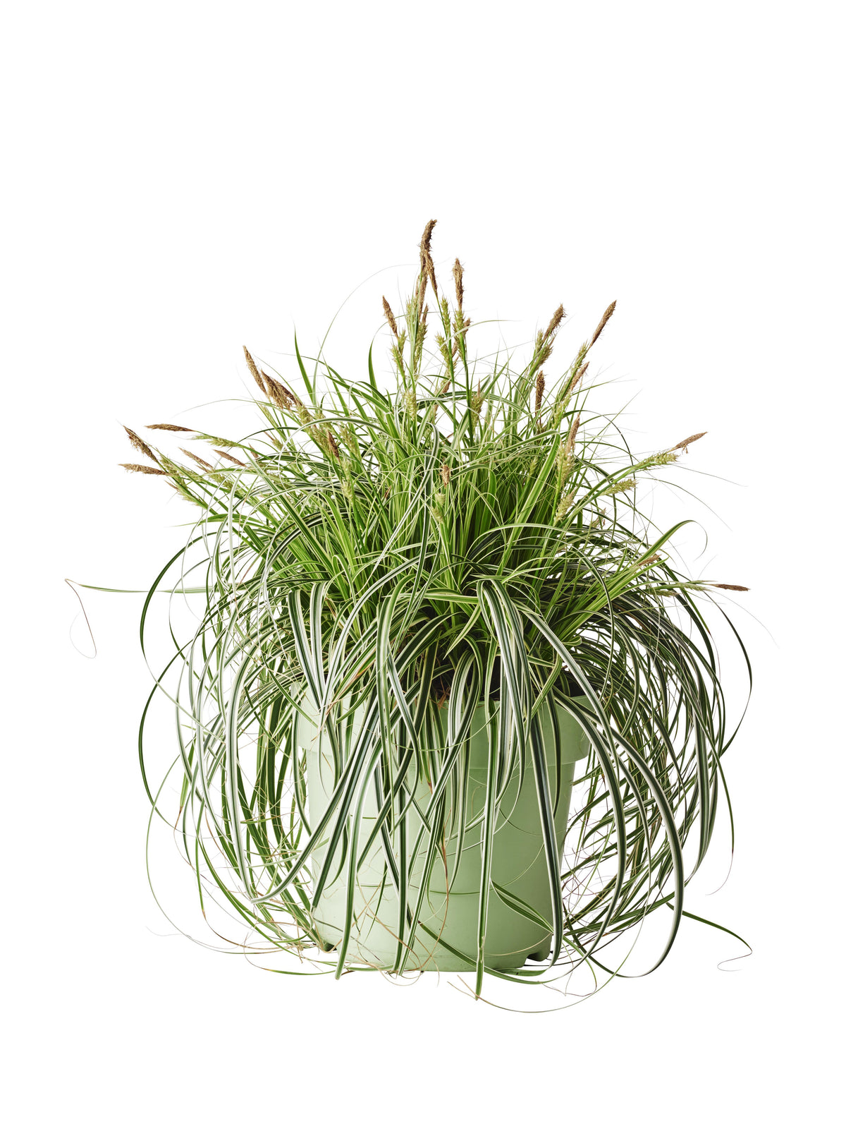 Carex oshimensis ‘Feather Falls’  (Feather Falls Sedge)