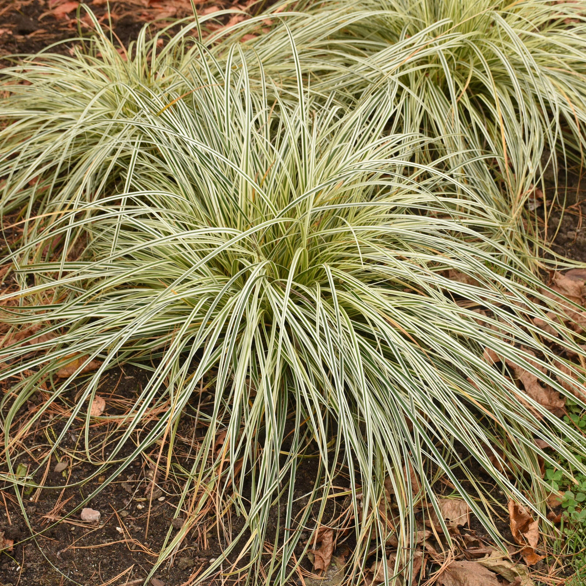 Carex oshimensis ‘Feather Falls’  (Feather Falls Sedge)