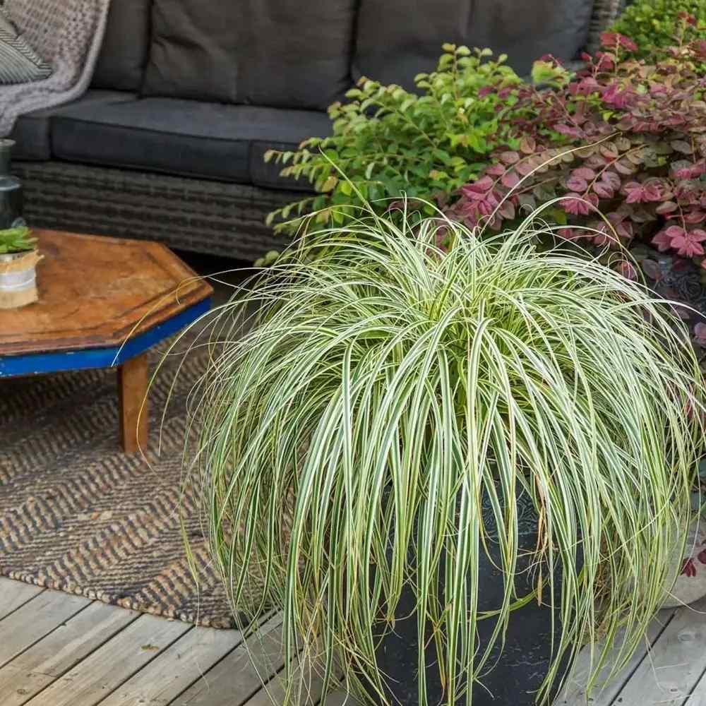 Carex oshimensis ‘Feather Falls’  (Feather Falls Sedge)