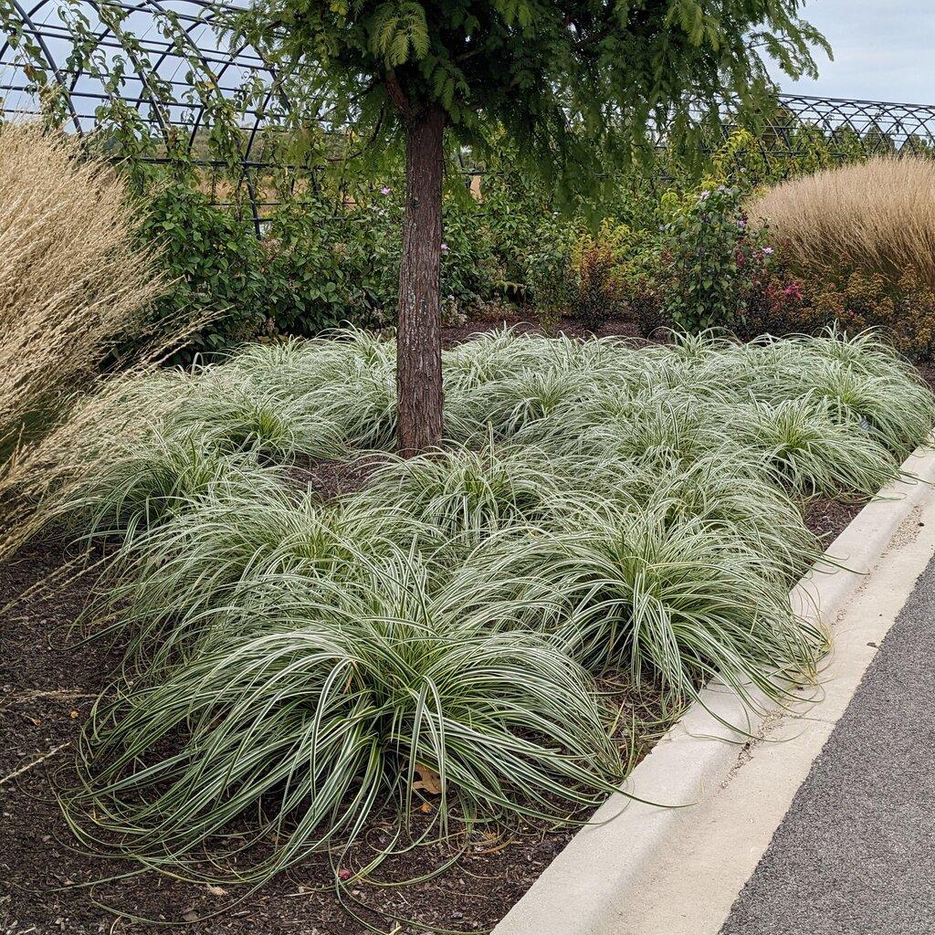Carex oshimensis ‘Feather Falls’  (Feather Falls Sedge)