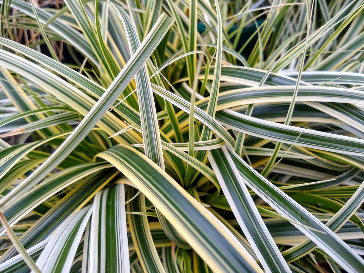 Carex oshimensis ‘Feather Falls’  (Feather Falls Sedge)