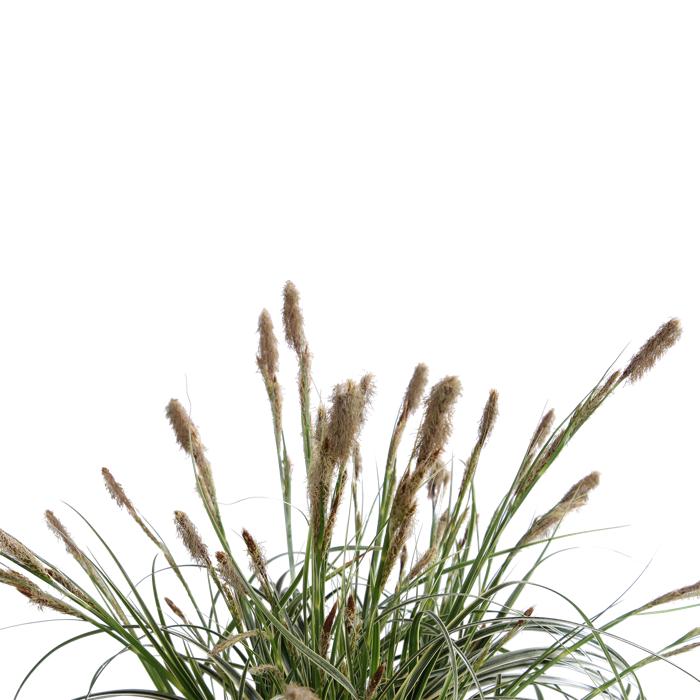 Carex oshimensis ‘Feather Falls’  (Feather Falls Sedge)