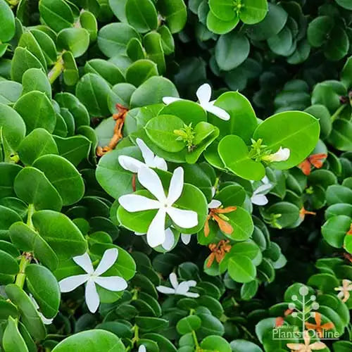 Carissa Macrocarpa ‘Desert Star’ (Natal Plum)