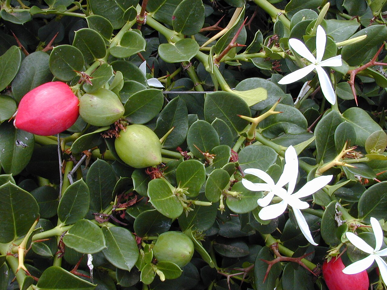 Carissa Macrocarpa ‘Desert Star’ (Natal Plum)