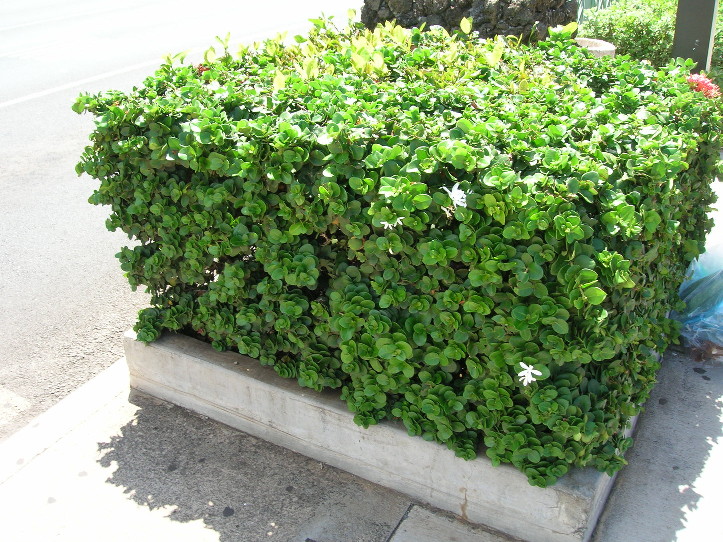 Carissa Macrocarpa ‘Desert Star’ (Natal Plum)