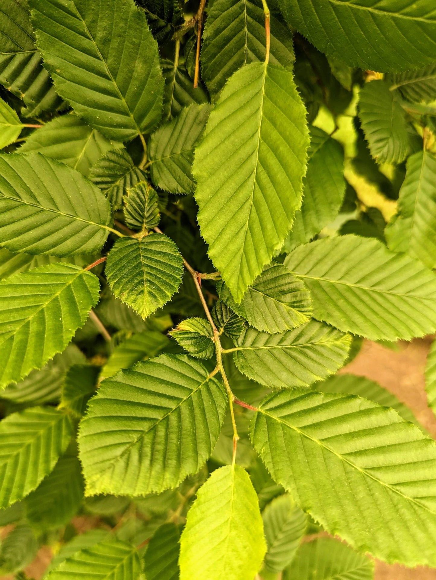 Carpinus Betulus (European Hornbeam)