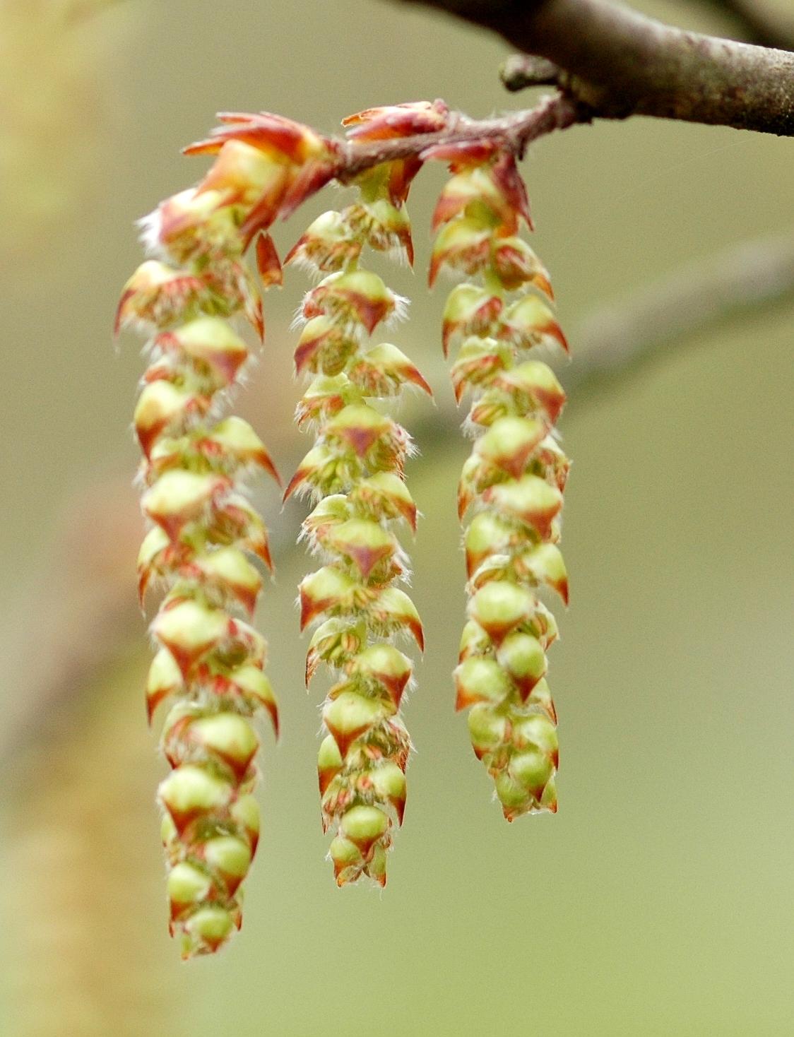 Carpinus Betulus (European Hornbeam)