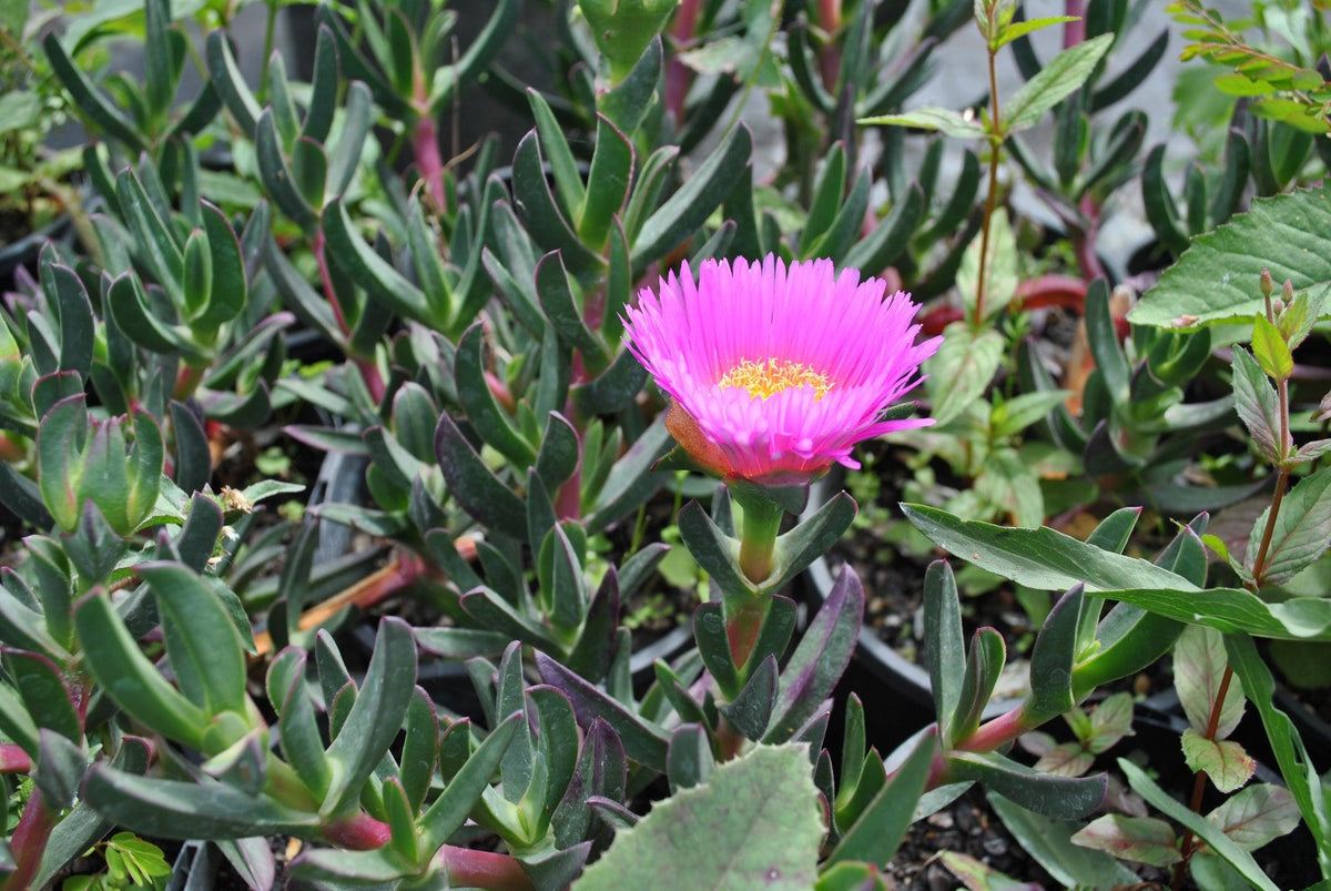 Carpobrotus Glaucescens (Pigface)