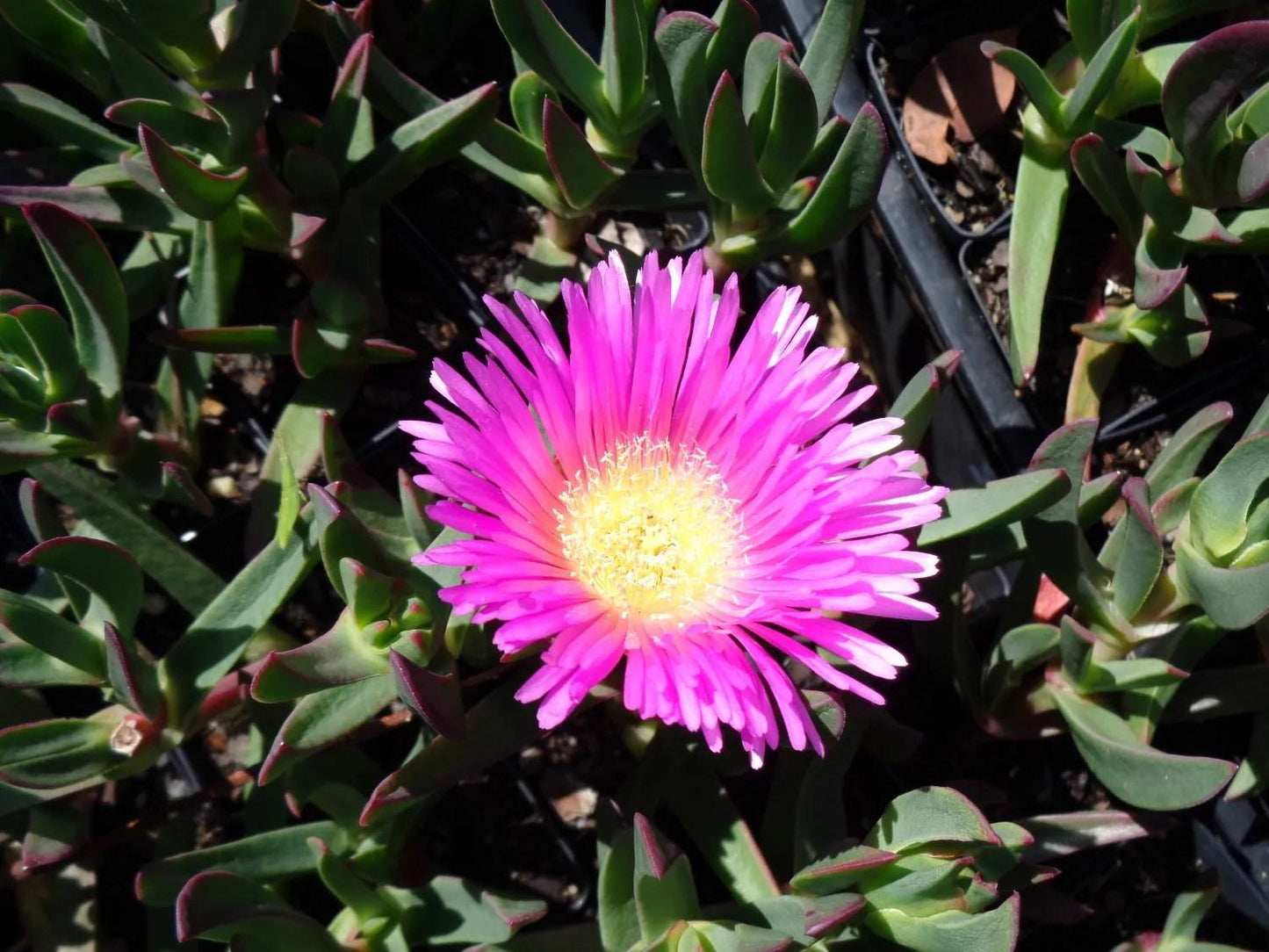 Carpobrotus Glaucescens (Pigface)