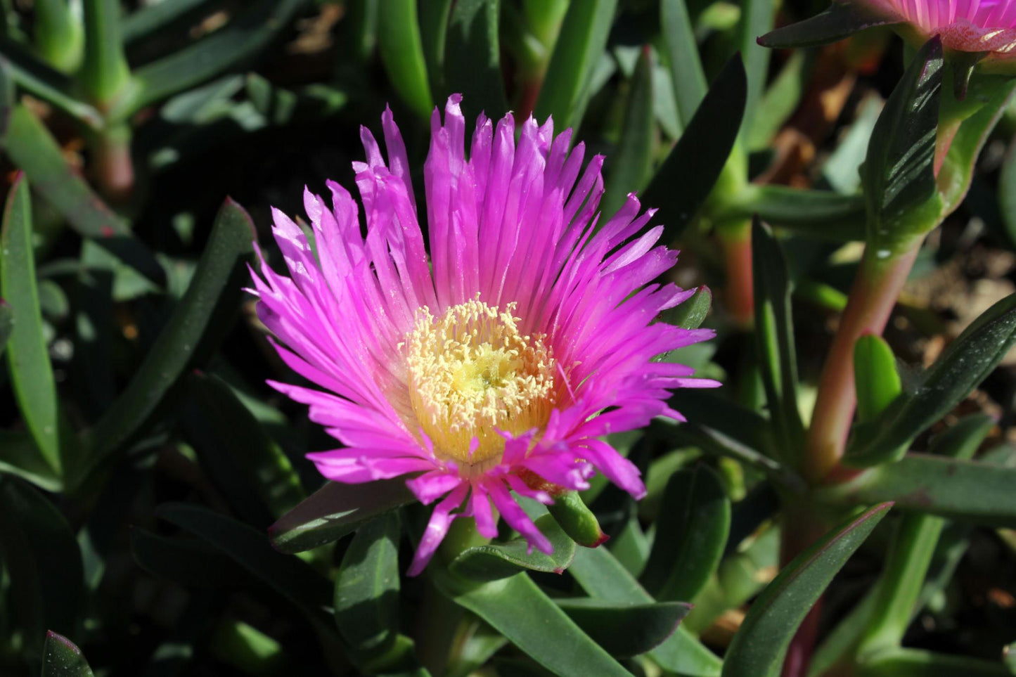 Carpobrotus Glaucescens (Pigface)