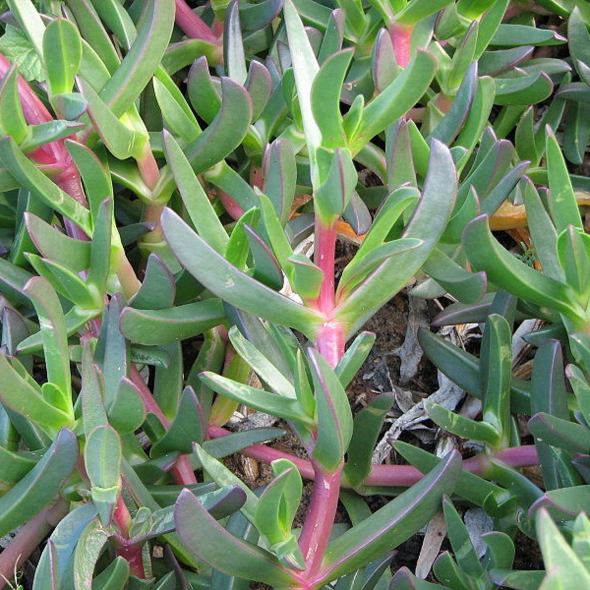 Carpobrotus Rossii 'Tucker Bush™' (Karkalla)