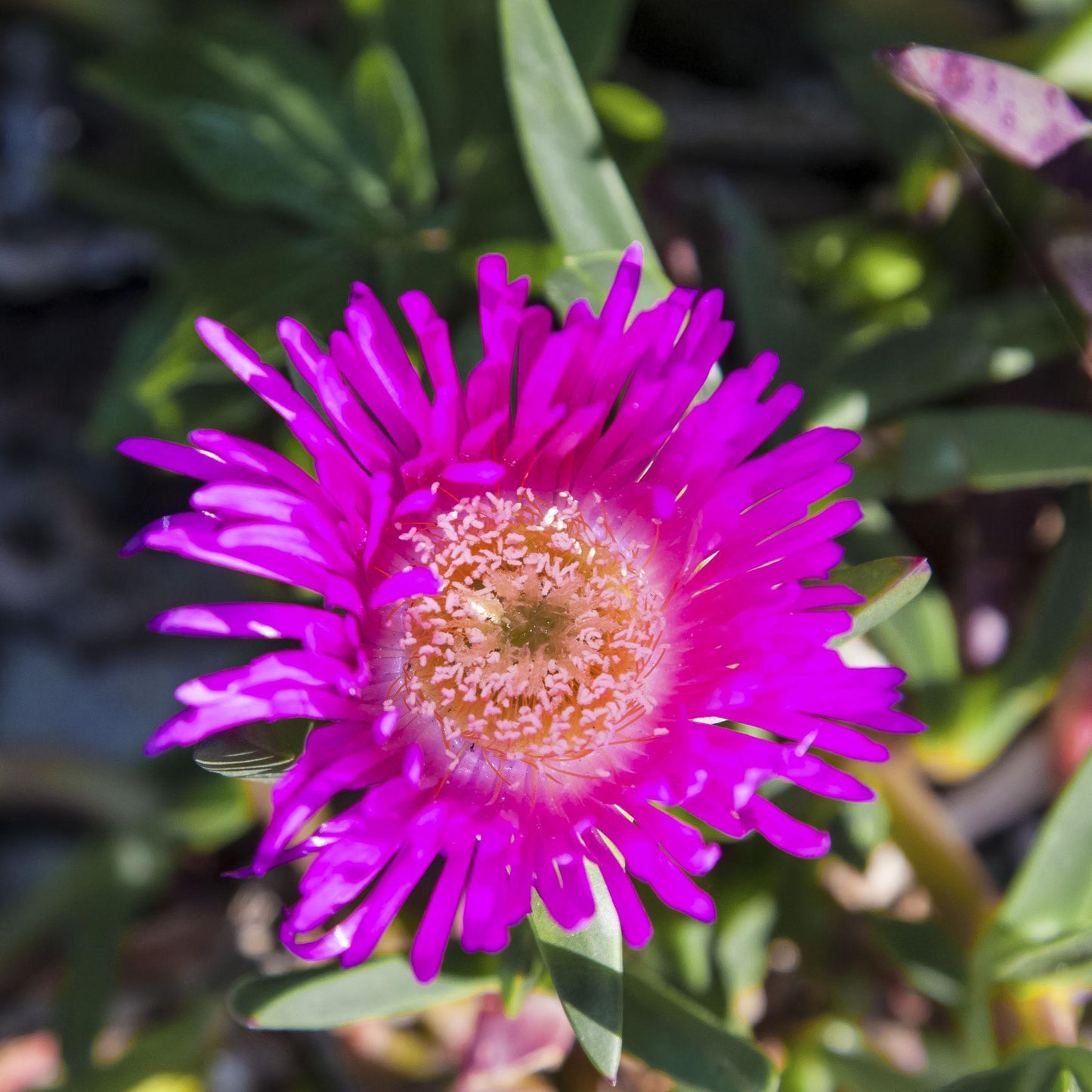 Carpobrotus Rossii (Karkalla)
