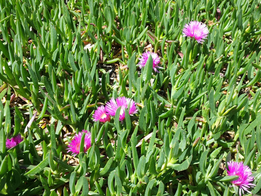 Carpobrotus Rossii 'Tucker Bush™ Karkalla' (Karkalla)