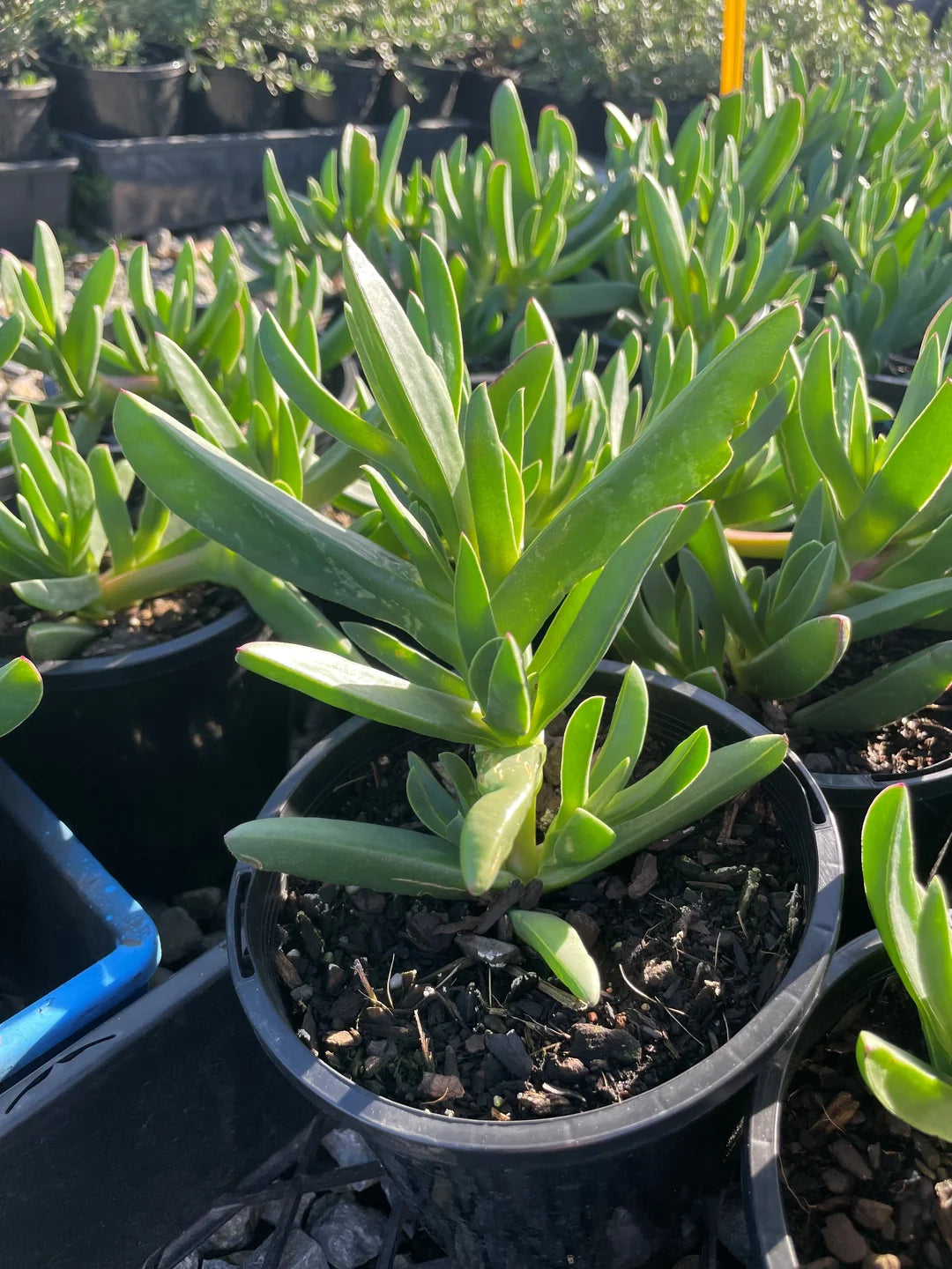 Carpobrotus Rossii (Karkalla)