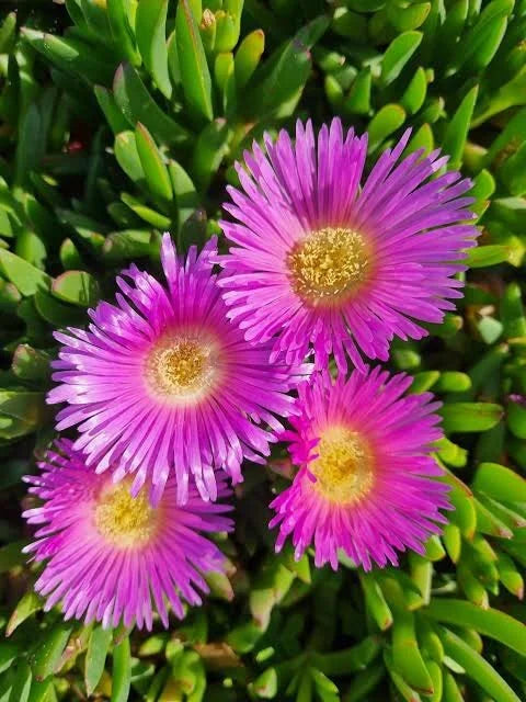 Mesembryanthemum ‘Dwarf Purple’ (Dwarf Purple Pigface)
