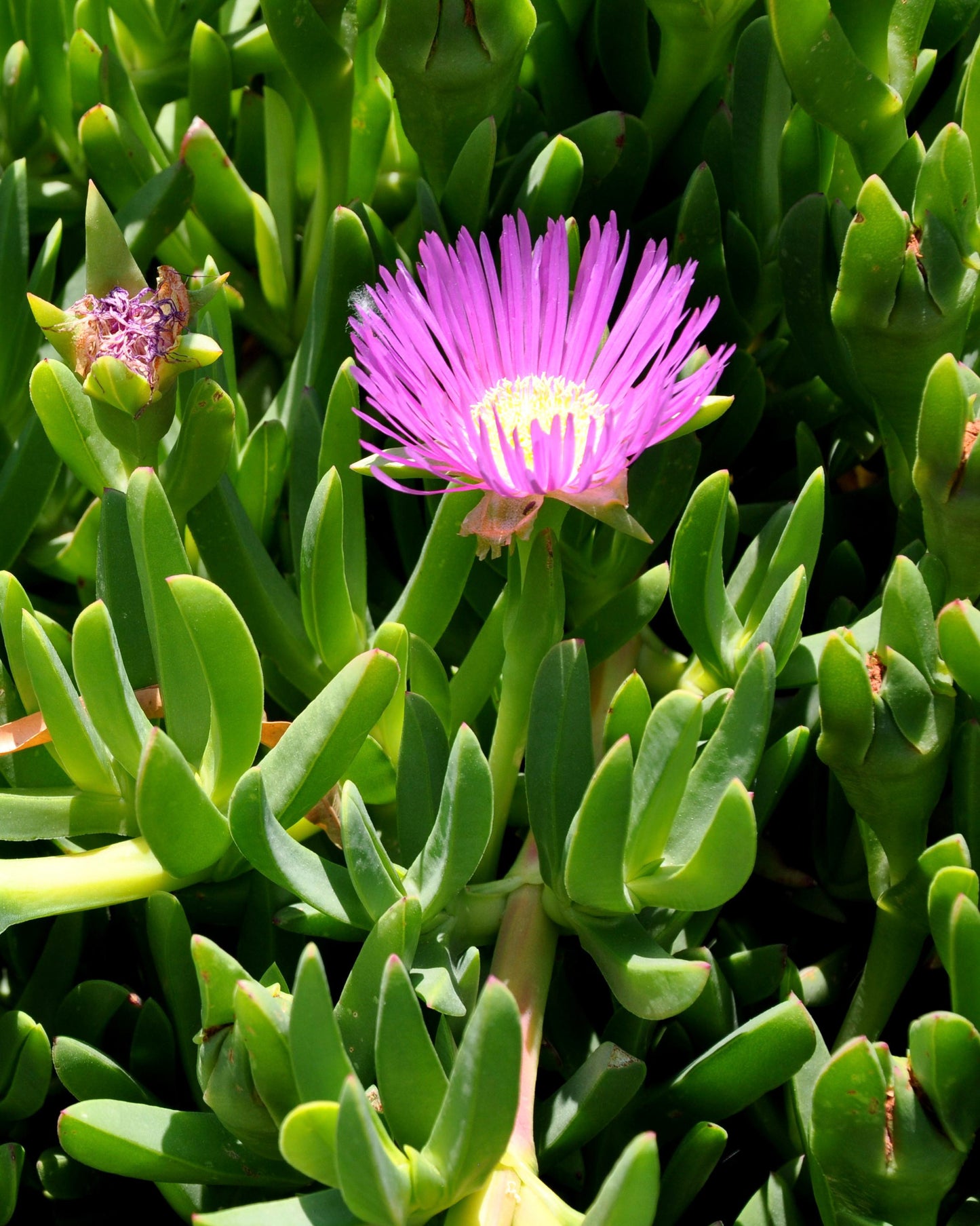 Disphyma crassifolium (Tucker Bush - Round Baby Pigface)