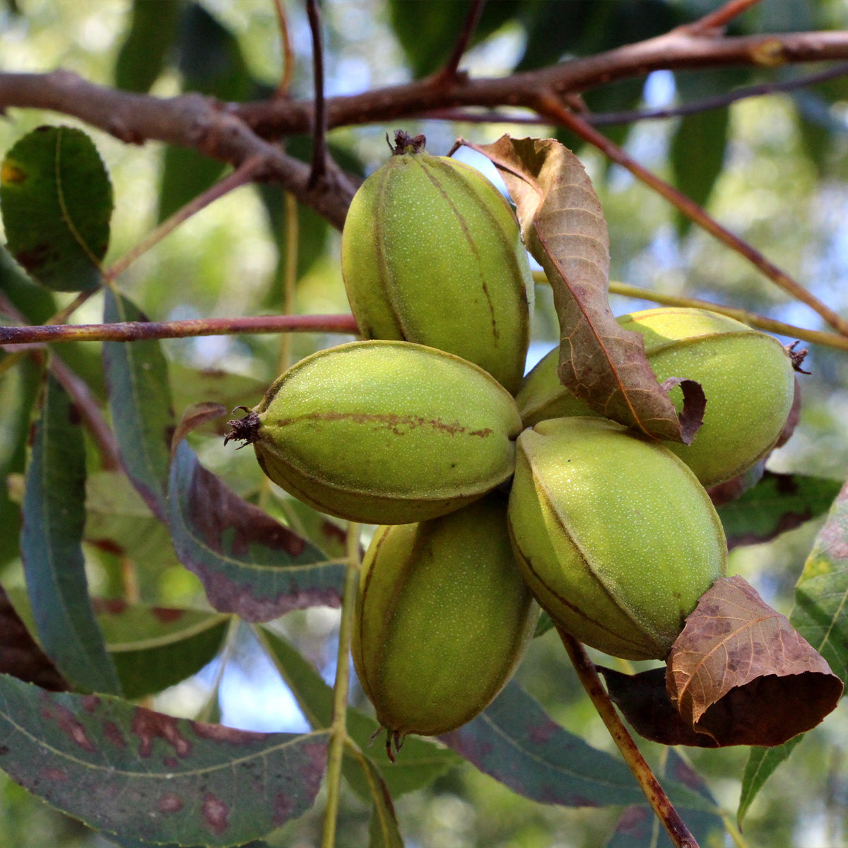 Carya Illinoinensis (Pecan Nut Pawnee)