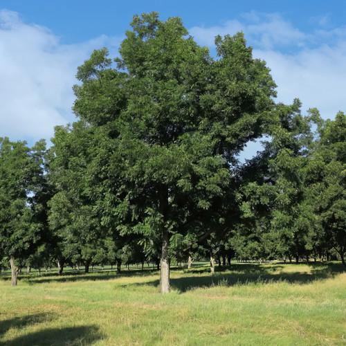Carya Illinoinensis (Pecan Nut)