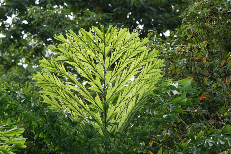 Caryota Mitis (Fishtail Palm)