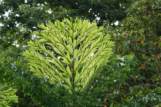 Caryota Mitis (Fishtail Palm)