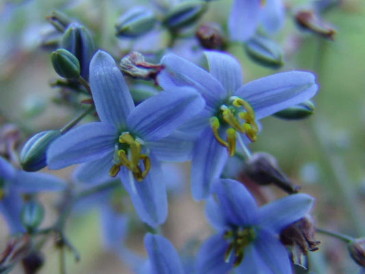 Dianella caerulea (DBB03) Cassa Blue®