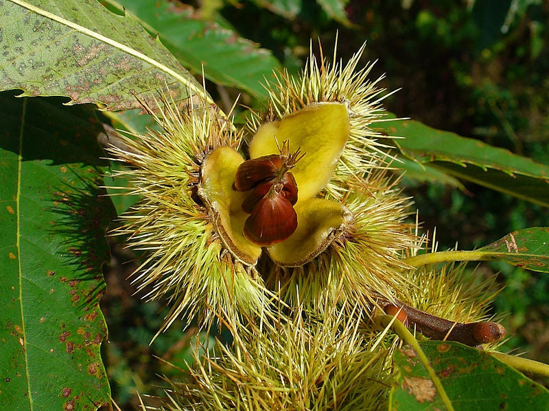 Castanea sativa (Chestnut – Malabar)