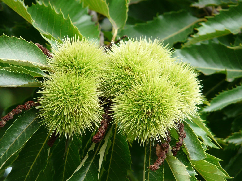 Castanea sativa (Chestnut – Malabar)