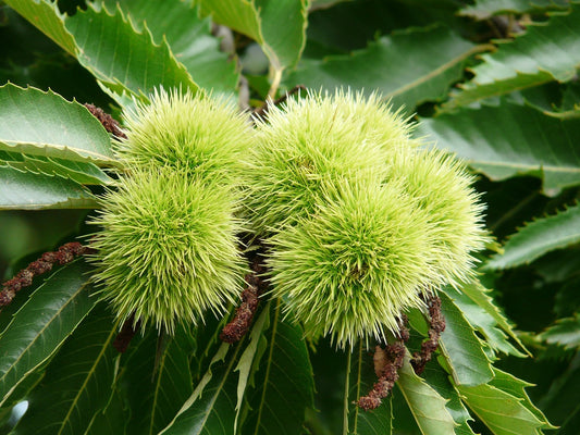 Castanea sativa (Chestnut – Malabar)